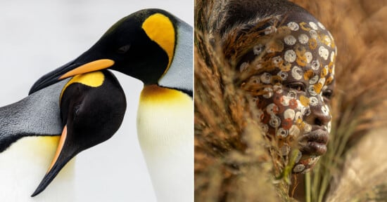 Two king penguins nuzzle beaks on the left; on the right, a child with a painted face and adorned with natural materials gazes thoughtfully, surrounded by dry grasses.