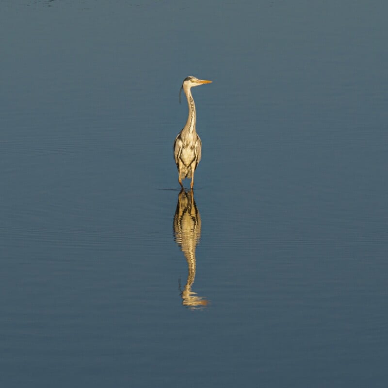 A grey heron stands in calm, shallow water, creating a clear reflection of its body and legs on the smooth surface. The water appears still and blue, filling the background.