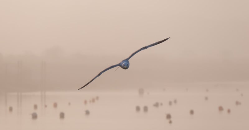 A seagull flies directly toward the camera over a misty, calm body of water dotted with buoys, with soft, muted colors creating a peaceful atmosphere.