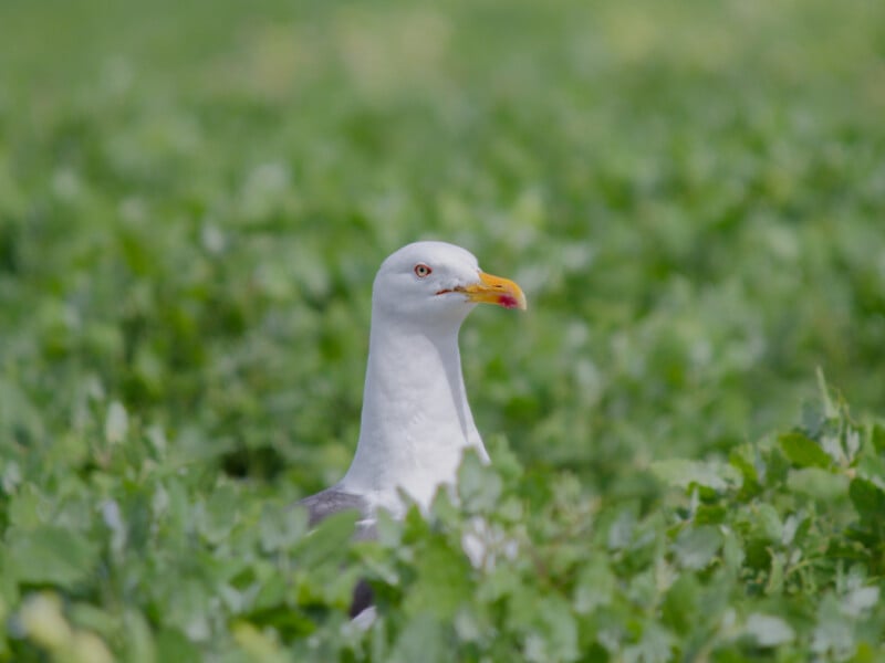 A seagull with a yellow beak and red spot stands alert in a field of green leafy plants, with a soft-focus natural background.