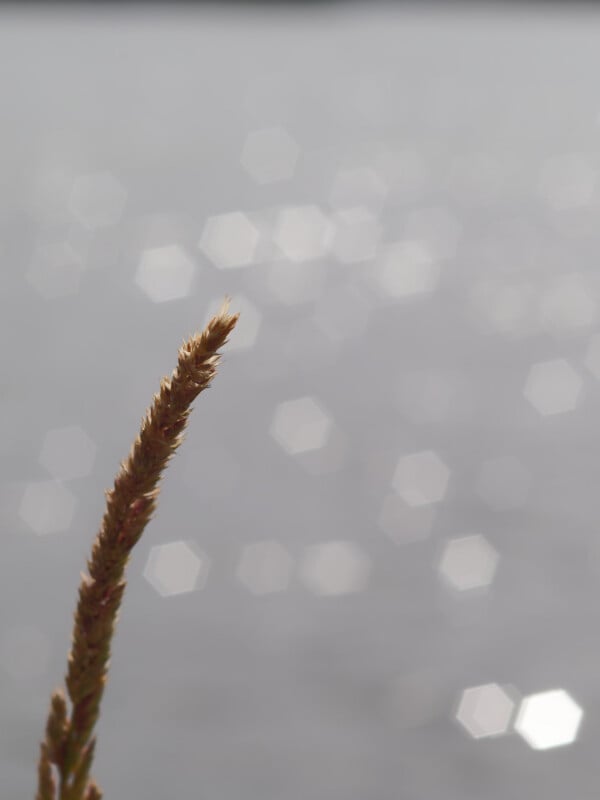 A close-up of a single wheat stalk in focus against a blurred background of water, with bright hexagonal light reflections.