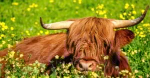 A Highland cow with long, shaggy reddish-brown fur and large curved horns lies in a field of yellow wildflowers and green grass.