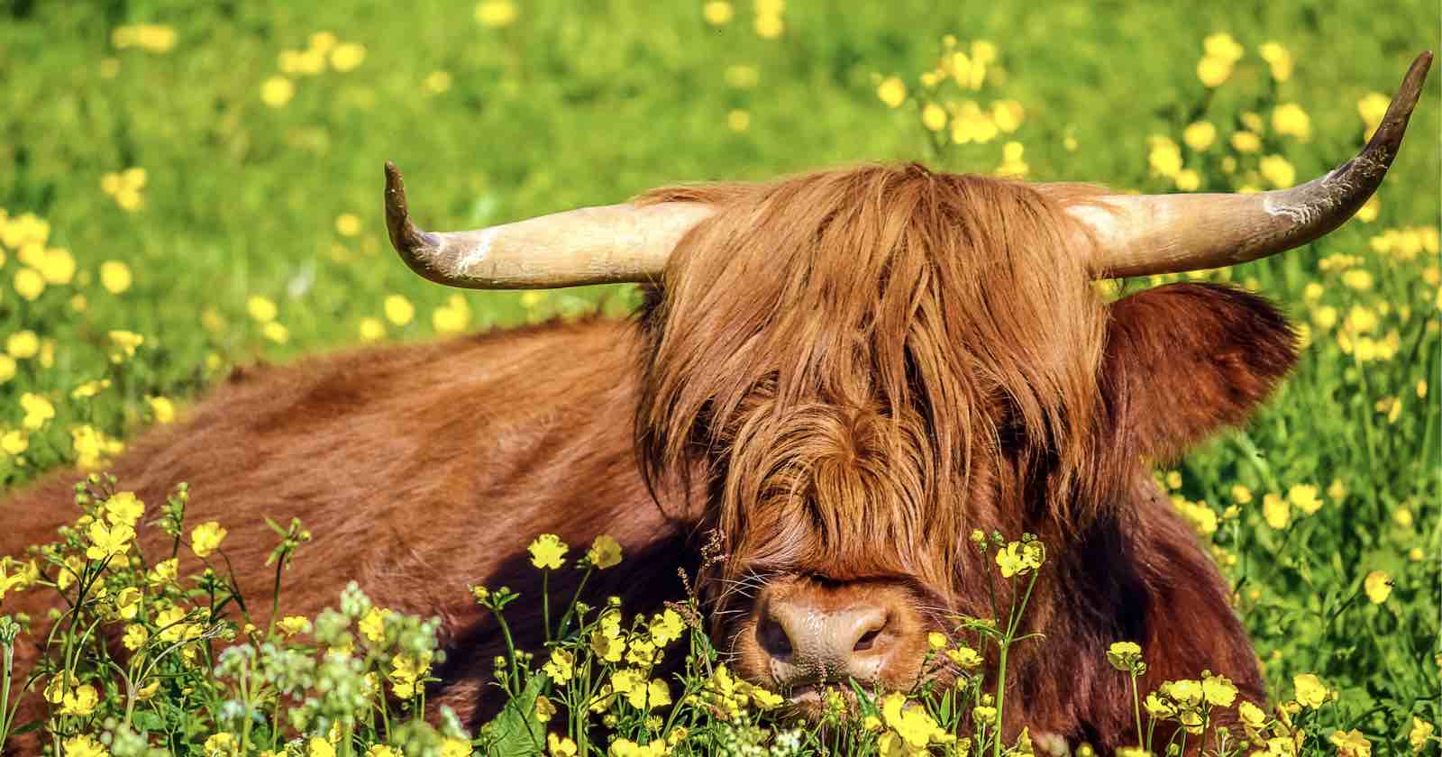 A Highland cow with long, shaggy reddish-brown fur and large curved horns lies in a field of yellow wildflowers and green grass.
