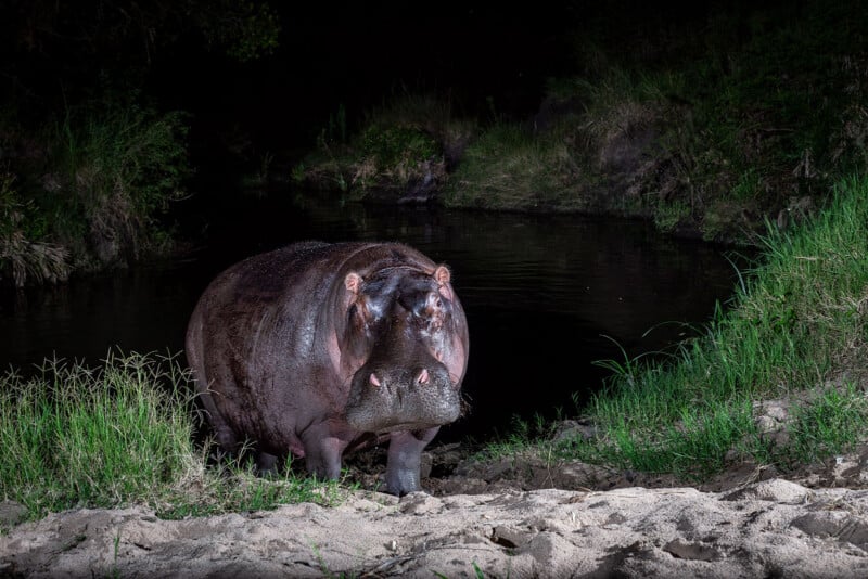 A large hippopotamus stands on a sandy riverbank at night, emerging from dark water surrounded by grass and vegetation.