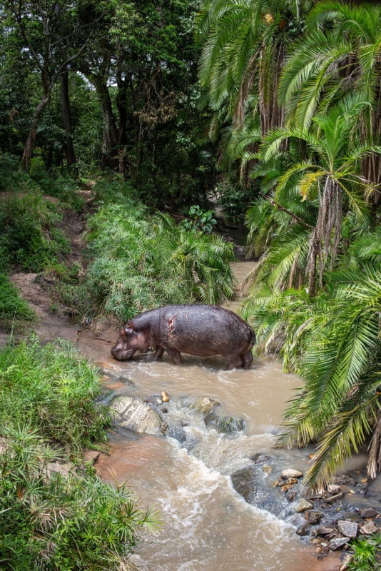 A hippopotamus wades through a shallow, rocky stream surrounded by dense, green tropical vegetation and trees.