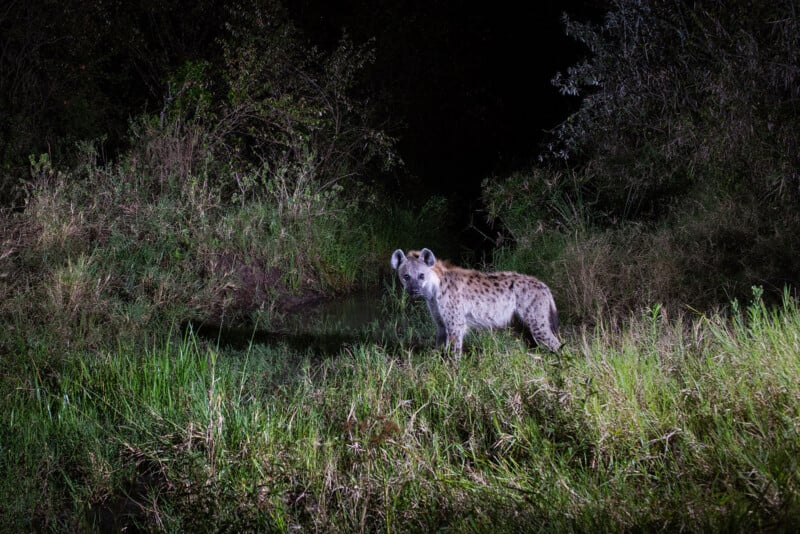 A spotted hyena stands alert in tall green grass near a small water hole at night, illuminated by a bright light against a dark, bushy background.