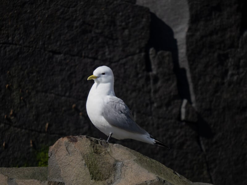 A white and gray seagull with a yellow beak stands on a large rock, with a dark, rocky background in shadow behind it.