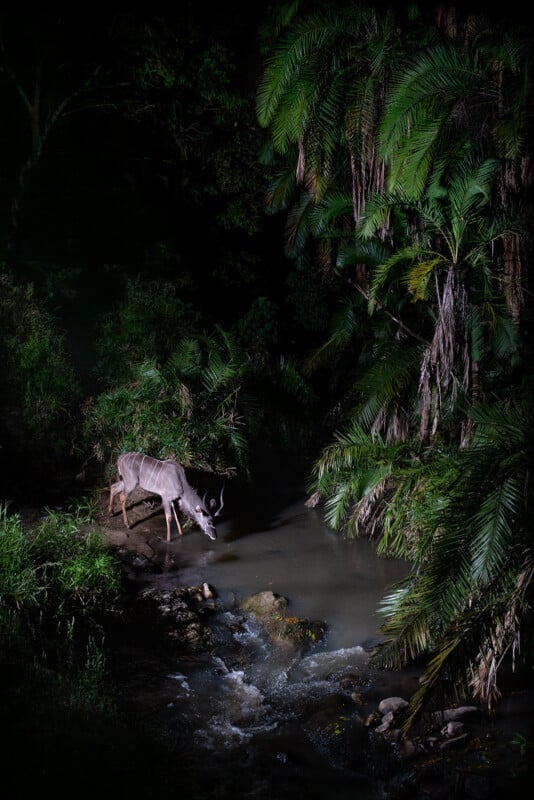 A deer stands at the edge of a stream at night, illuminated by a spotlight, surrounded by dense tropical vegetation and palm trees.