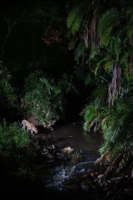 A jaguar stands at the edge of a stream in a dense, tropical forest at night, partially illuminated by light, with lush green foliage surrounding the water.