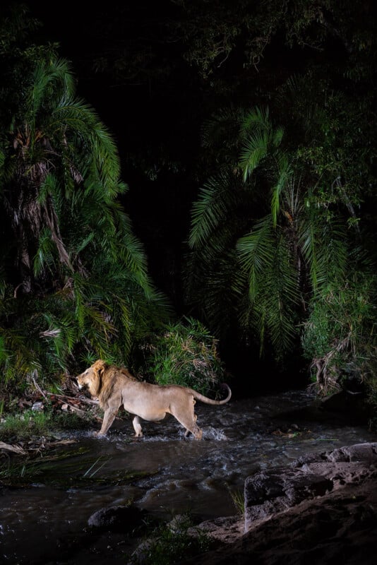 A male lion walks through a shallow, rocky stream surrounded by dense green foliage at night, illuminated by a spotlight against a dark background.