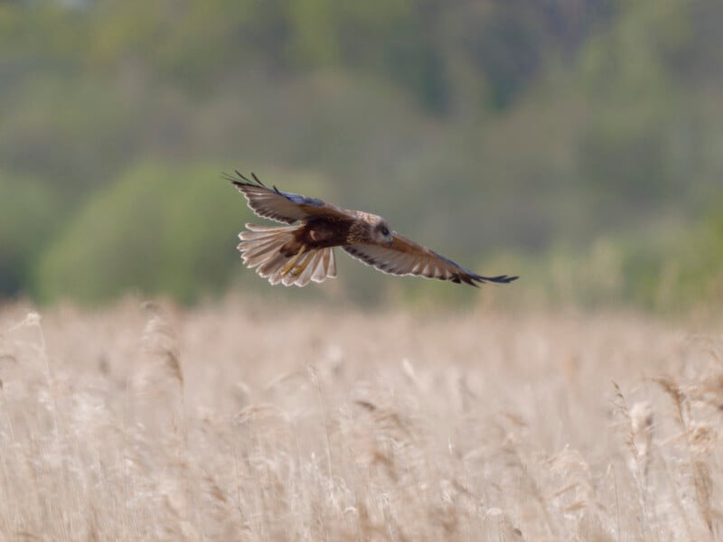 A brown bird of prey with outstretched wings glides low over a field of tall, beige grass, with blurry green trees in the background.