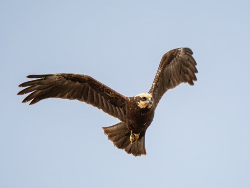 A large bird of prey with dark brown feathers and a pale head soars in the sky with wings spread wide against a clear blue background.
