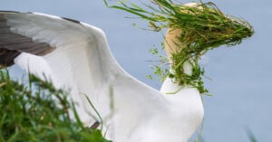 A white bird with outstretched wings stands on grass, carrying a large bundle of green grass in its beak, partially covering its head, with a blurred blue background.