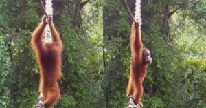 An orangutan hangs from a rope with one arm in a lush, green forest. The image is split into two frames, showing the orangutan from different angles as it climbs.