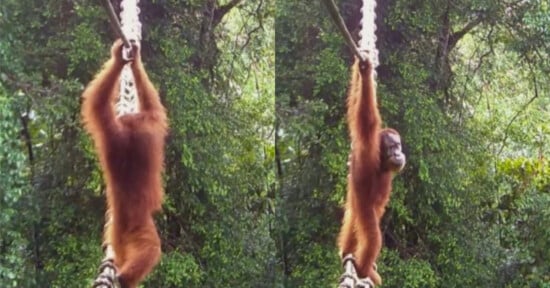 An orangutan hangs from a rope with one arm in a lush, green forest. The image is split into two frames, showing the orangutan from different angles as it climbs.