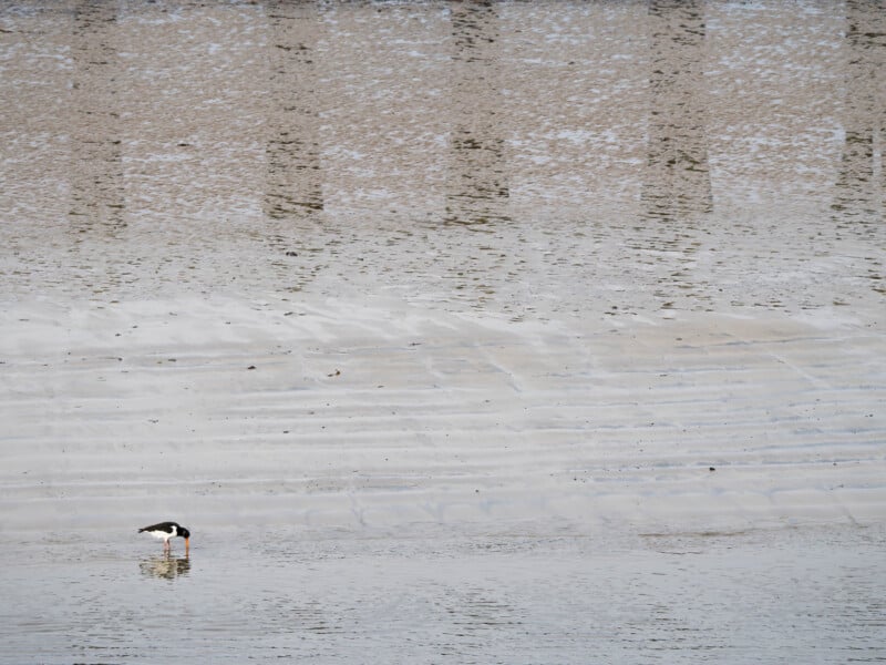 A lone bird stands in shallow water on a gently sloped, sandy and concrete surface, with subtle reflections and patterns created by the wet ground and water.