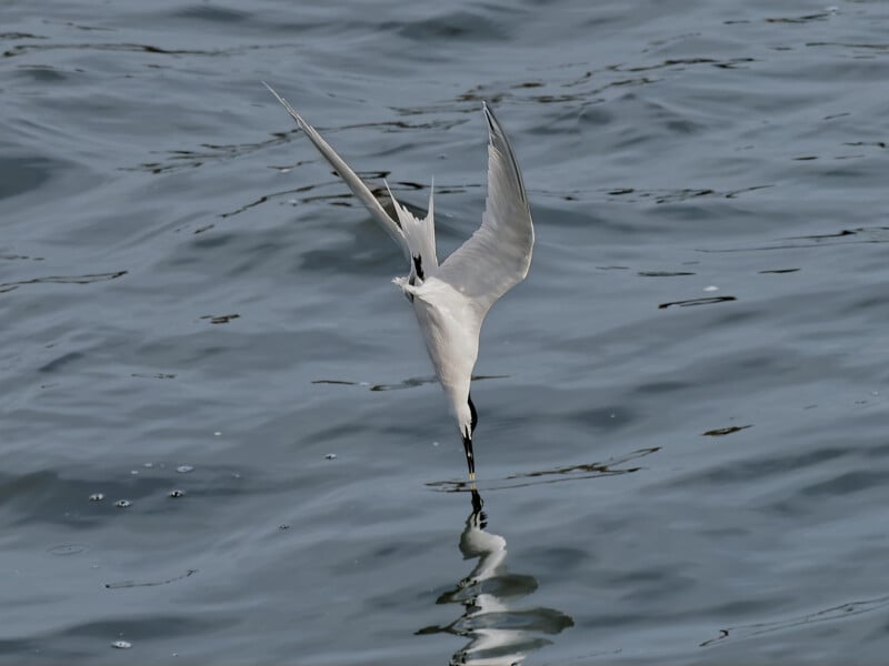 A white seabird dives sharply toward the water, its wings pointed upward and beak nearly touching the rippling surface, creating a reflection.