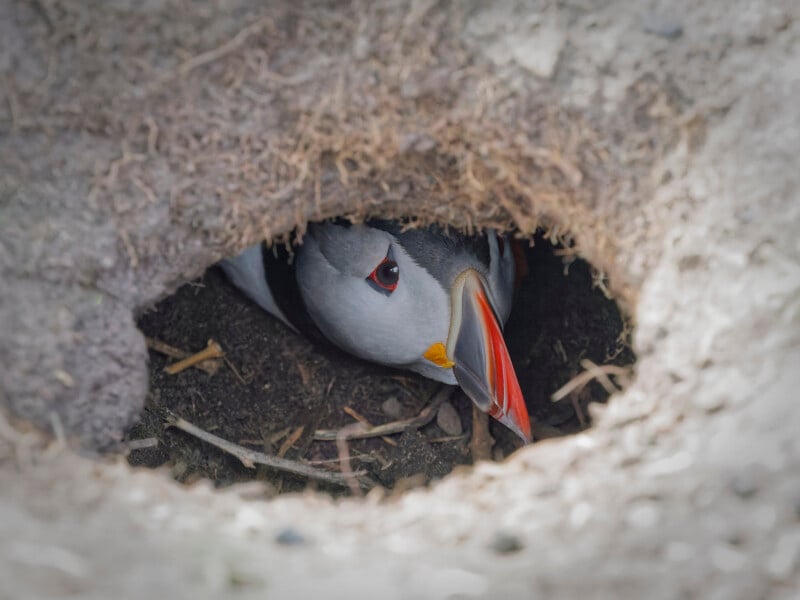 A puffin with a bright orange beak peeks out from a burrow in the ground, surrounded by dirt and roots.