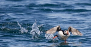 A puffin flaps its wings and runs across the surface of the water, splashing as it prepares to take off, with ripples and droplets visible around it on the blue sea.
