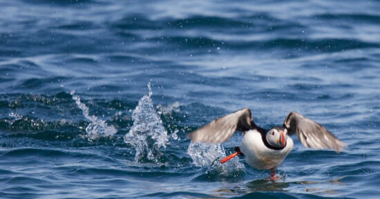 A puffin flaps its wings and runs across the surface of the water, splashing as it prepares to take off, with ripples and droplets visible around it on the blue sea.