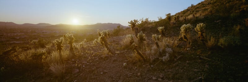 Sunset over a desert landscape with cacti and dry shrubs on a rocky hillside, mountains in the distance, and warm golden light illuminating the scene.
