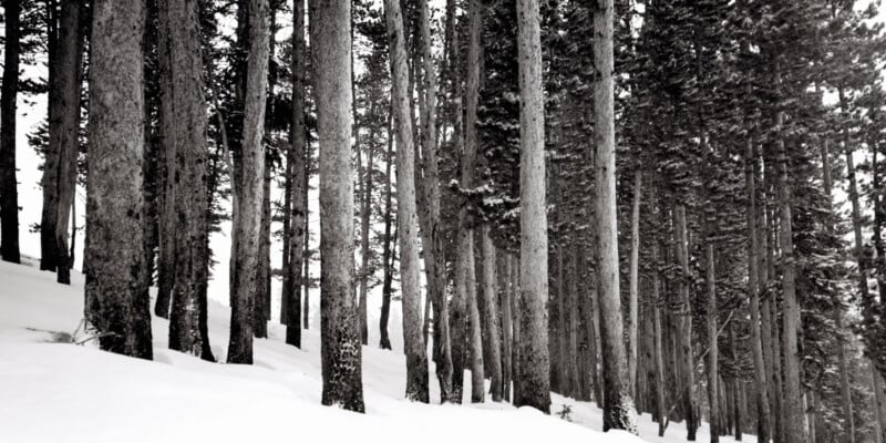Tall pine trees stand closely together in a snowy forest. The ground is covered in snow, and the scene appears calm and quiet, with no people or animals visible. The image is black and white.