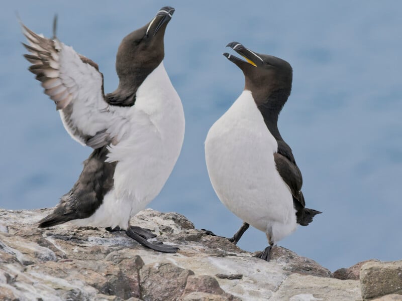 Two razorbills with white bellies and black backs stand on rocky ground by the sea. One bird spreads its wing while both have their beaks open, appearing to call out. The background is blurred blue water.