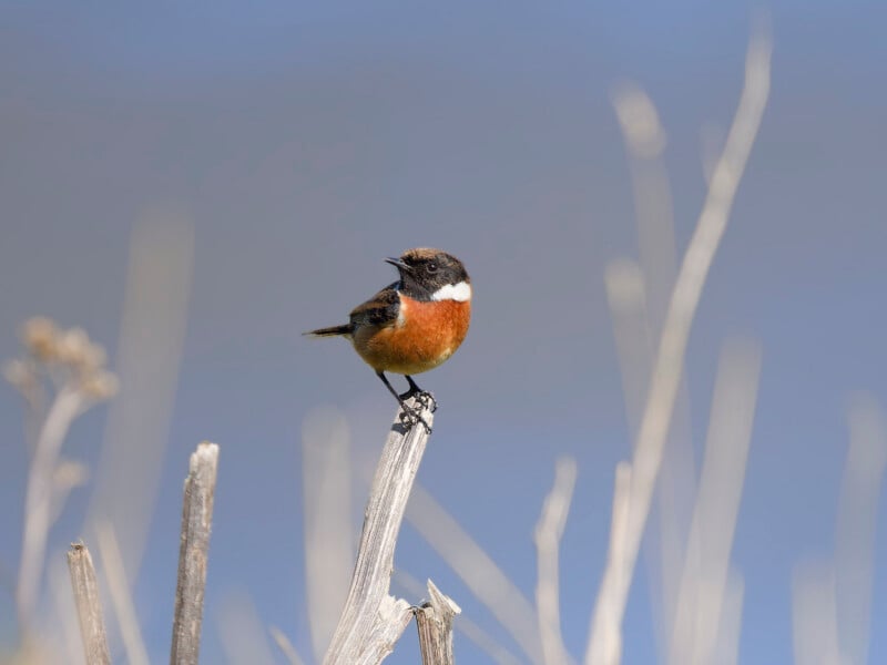 A small bird with a black head, white neck patch, and orange-brown chest perches on a dry plant stem against a soft blue background with blurred grasses.