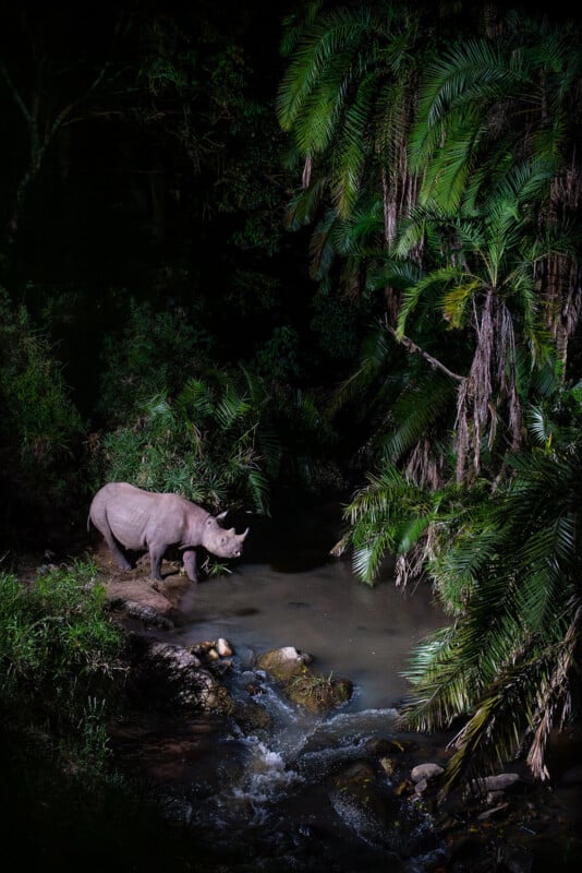 A rhinoceros stands at the edge of a rocky stream in a dense, lush forest at night, illuminated by a bright light amidst surrounding palm fronds and greenery.