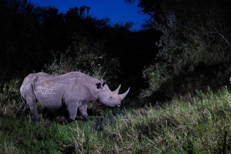 A black rhinoceros stands in tall grass at the edge of a forested area at night, illuminated by a spotlight against a deep blue sky.