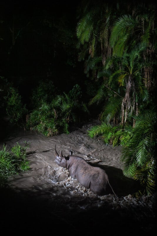 A rhinoceros stands in a muddy river at night, partially illuminated, surrounded by dense green foliage and tall palm fronds.