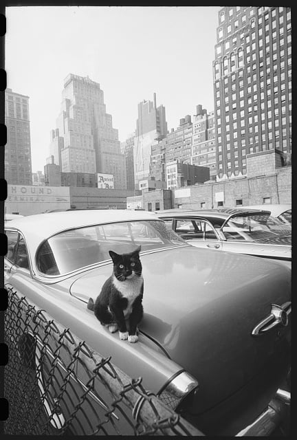 A black and white cat sits on the trunk of a vintage car parked in a lot, with tall city buildings in the background and a chain-link fence in the foreground.