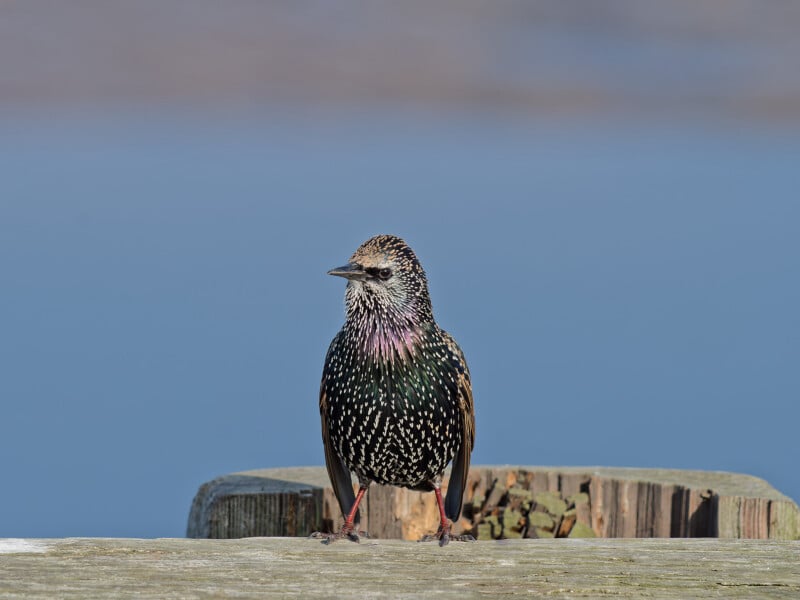 A starling with iridescent feathers and white spots stands on a weathered wooden post against a blurred blue background.
