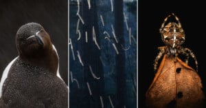 A triptych image: left, a Razorbill bird with raindrops on its feathers; center, several caterpillars climbing dark tree trunks; right, a close-up of a spider on a brown leaf against a black background.
