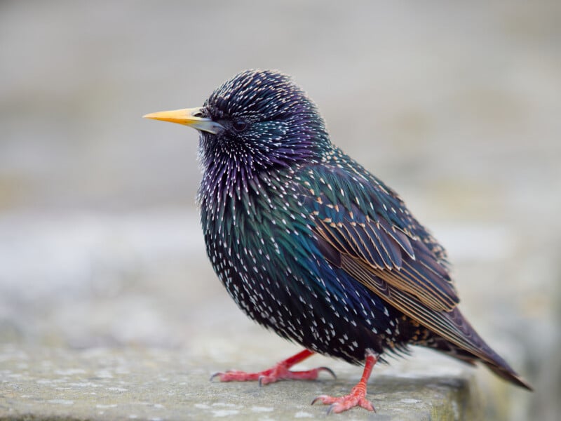 A European starling with iridescent black feathers speckled with white spots stands on a stone surface, its yellow beak and red legs clearly visible.
