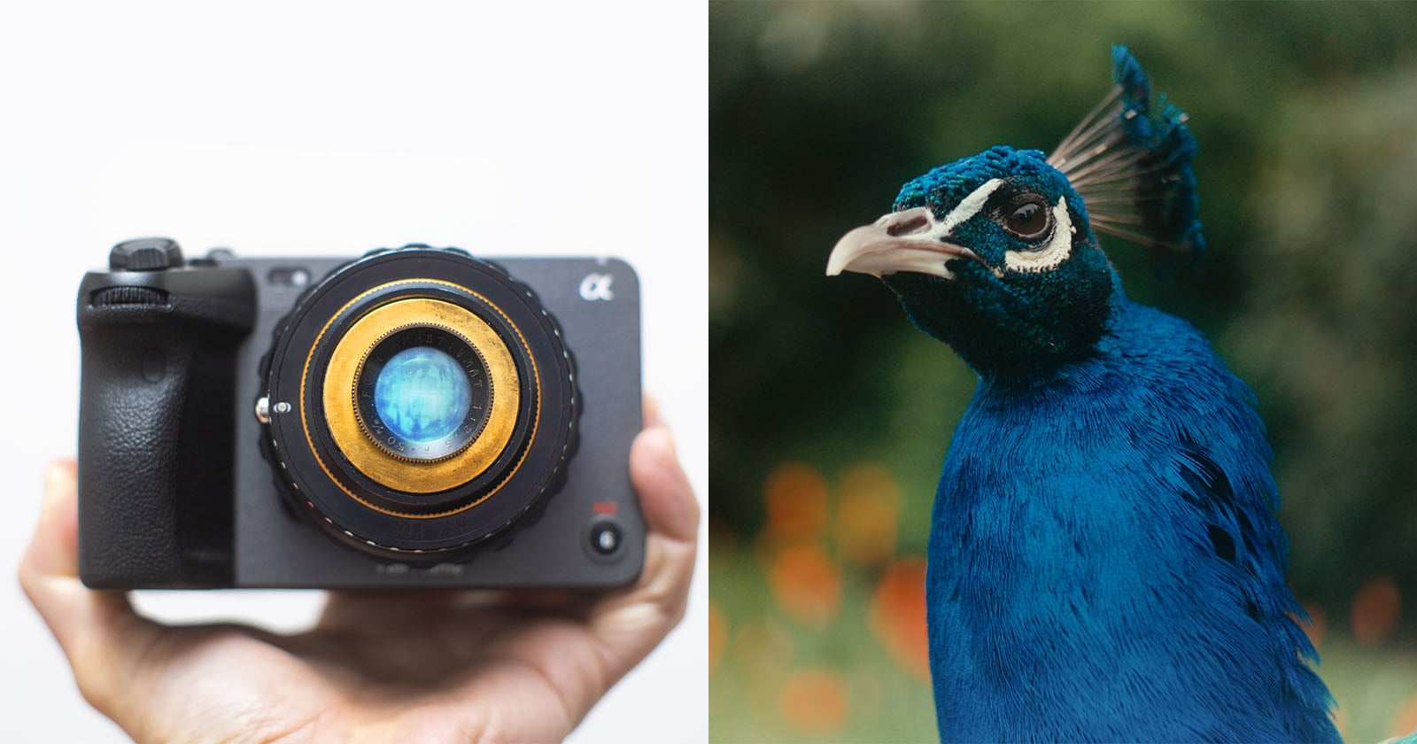 A hand holds a camera with a large lens on the left; on the right, a close-up of a peacock with vibrant blue feathers and a blurred background.
