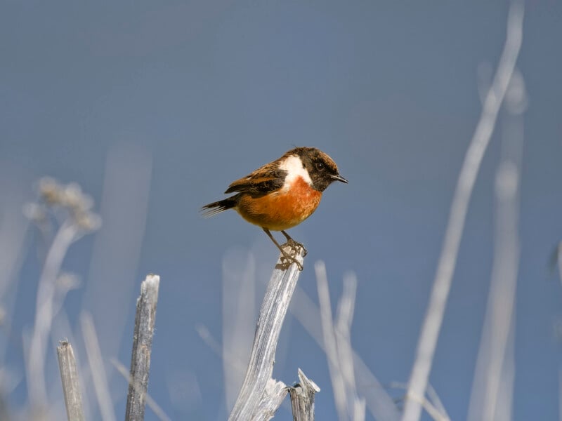 A small bird with a reddish-orange breast, dark brown head, and white neck patch perches on a dry, pale branch against a blurred blue background.