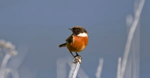 A small bird with a brown head, white neck patch, and orange chest perches on a dry stem against a blurred blue-gray background.