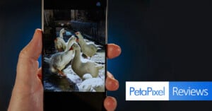 A hand holding a smartphone displaying a photo of several white ducks standing together outdoors, with a "PetaPixel Reviews" logo on a dark background to the right.