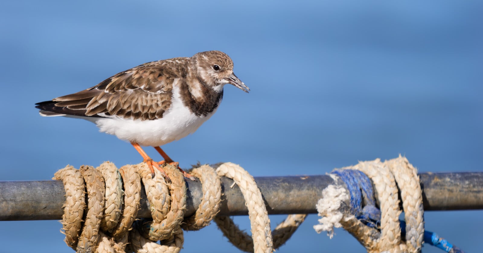 A small brown and white bird standing on a metal bar wrapped with thick, weathered ropes, with a blurred blue background suggesting water.