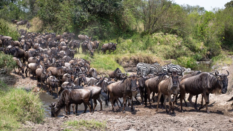 A large herd of wildebeest crosses a shallow stream in a grassy landscape, with several zebras visible among them. Bushes and trees are in the background under sunlight.