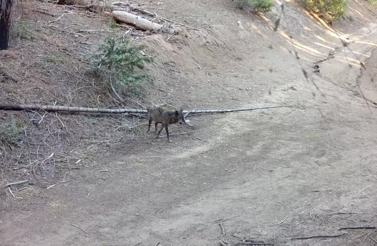 Remote Cameras Follow Wolf's Historic Journey into Los Angeles County ...