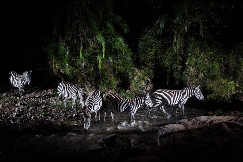 Four zebras stand in a shallow stream at night, partially illuminated, with dense green foliage and palm-like plants in the background. A fifth zebra is on the rocky riverbank to the left.