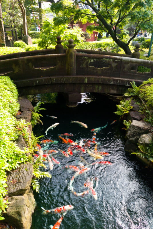 A stone bridge crosses over a pond filled with colorful koi fish, surrounded by lush green plants and trees in a serene garden setting.