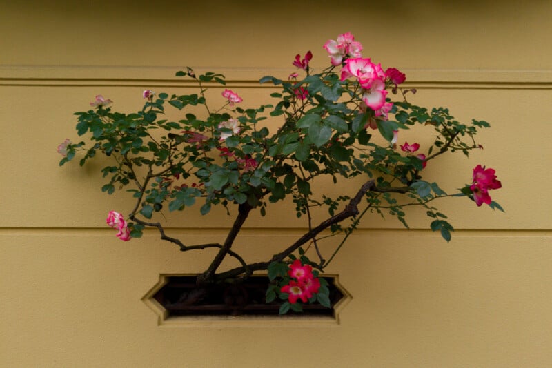 A rose bush with vibrant pink blooms grows out of a small, geometric opening in a yellow wall, its branches and flowers spreading horizontally across the surface.
