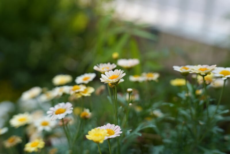 A cluster of yellow and white daisies in bloom, with green foliage in the background and soft sunlight illuminating the flowers. The background is blurred, drawing focus to the daisies in the foreground.