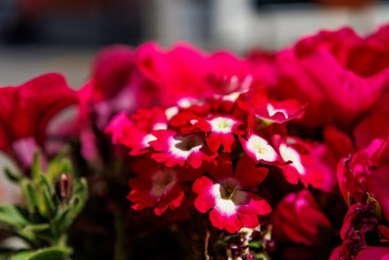 Close-up of vibrant red and white flowers with soft green leaves, set against a blurred background, highlighting the delicate petals and natural beauty.