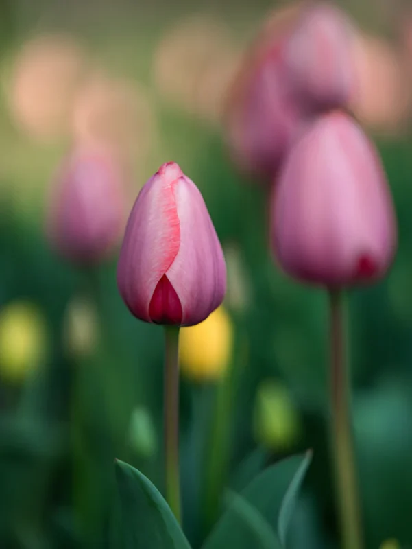 A close-up of a pink tulip bud with blurred pink and yellow tulips and green foliage in the background.