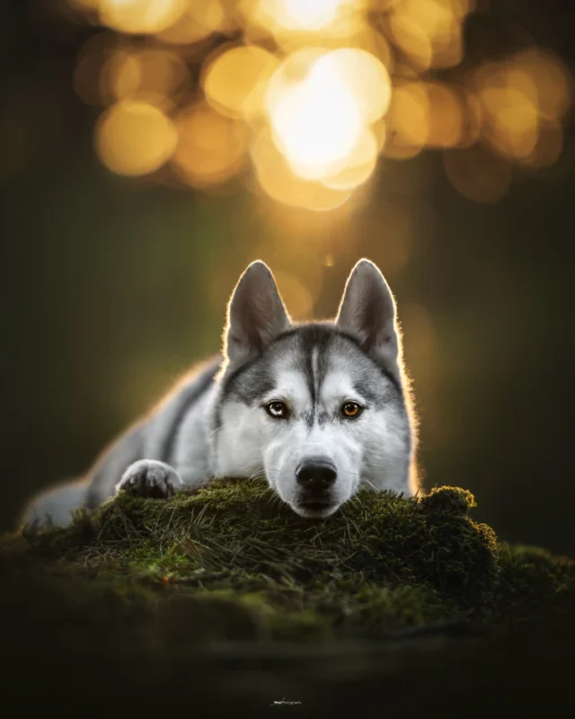 A husky with striking blue and brown eyes rests its head on green moss, with a blurred golden sunset in the background creating a warm, dreamy atmosphere.