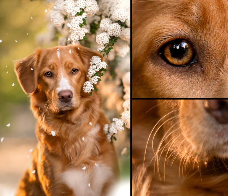 A golden-brown dog sits near white flowers as petals fall. The image is divided into three sections, highlighting the dog’s full face, eye, and muzzle with detailed close-up views.